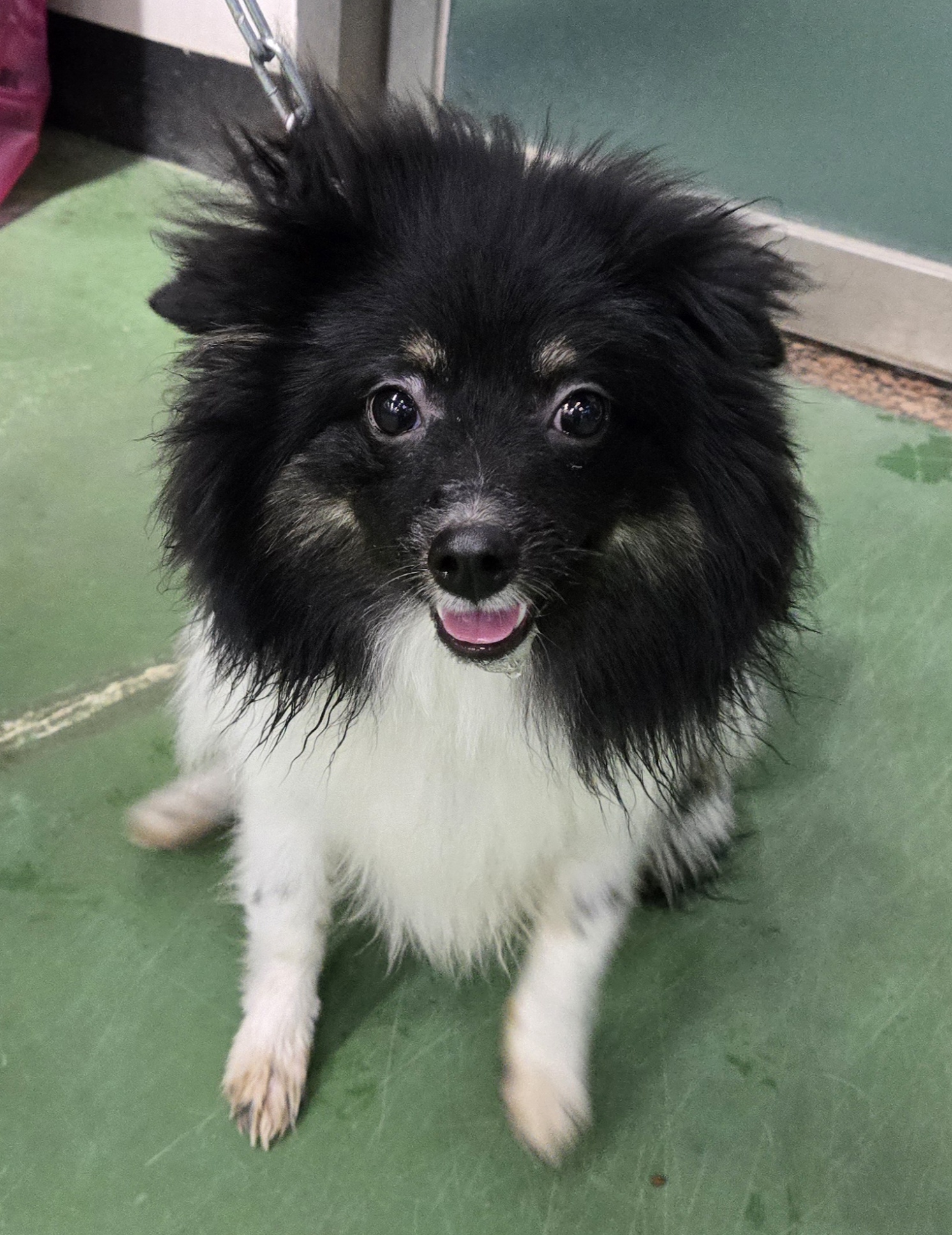 제천시 동물보호센터_443440202500348