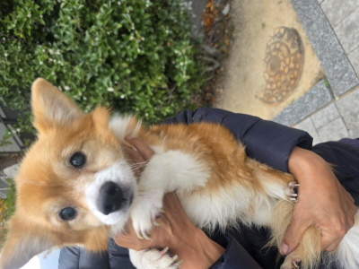 종료(반환) 믹스견…