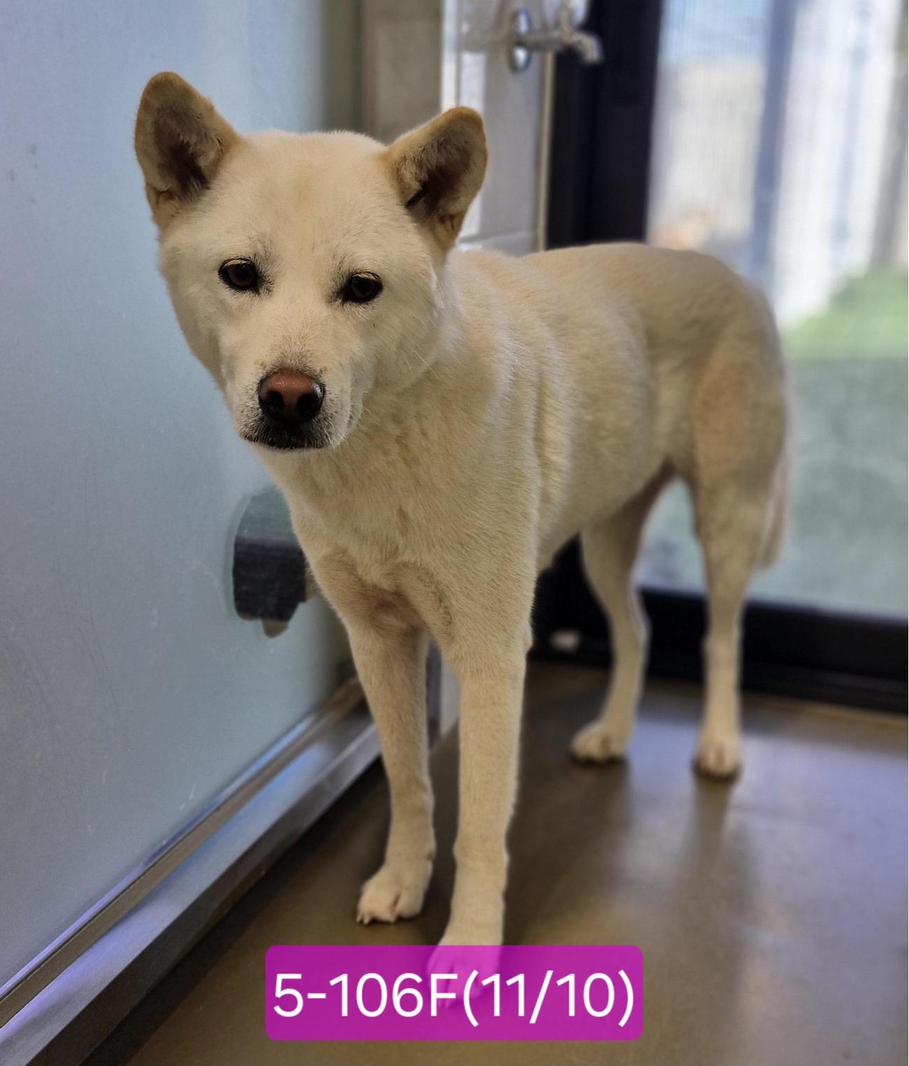 보호중 믹스견의 가…