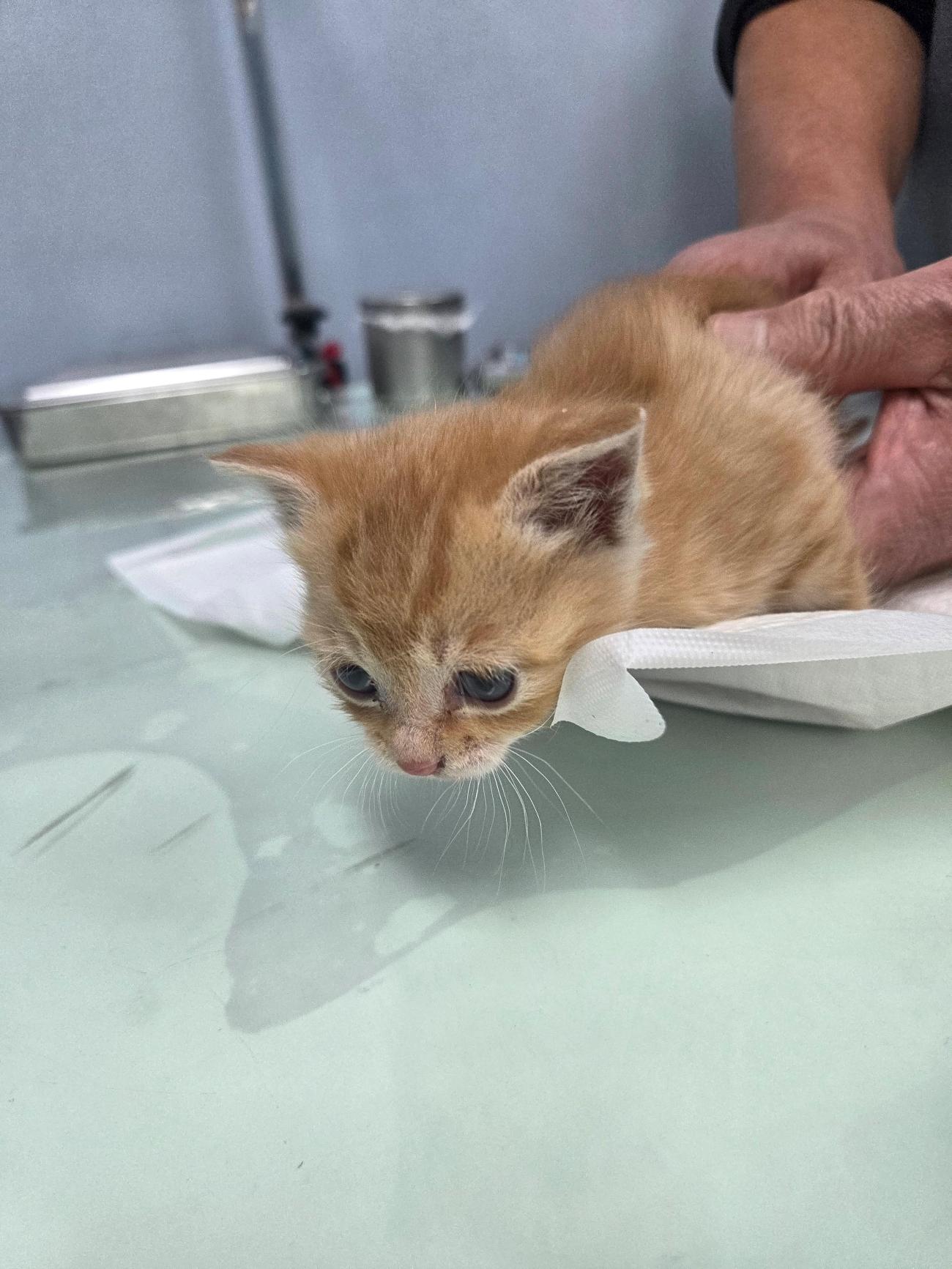 나주유기동물보호센터_446483202501855