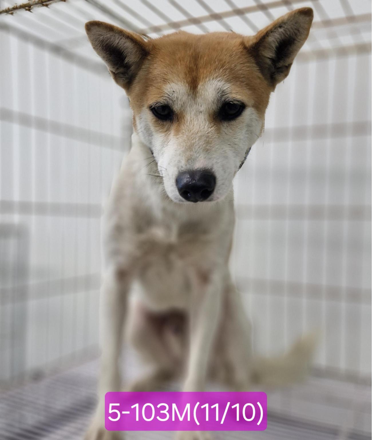 고성군 동물가족센터_448542202502122