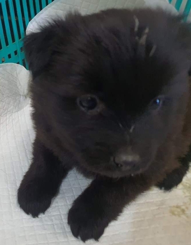 보호중 믹스견의 가…