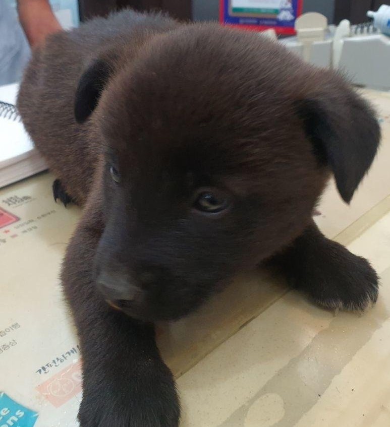 공주시 동물보호센터_444450202500522