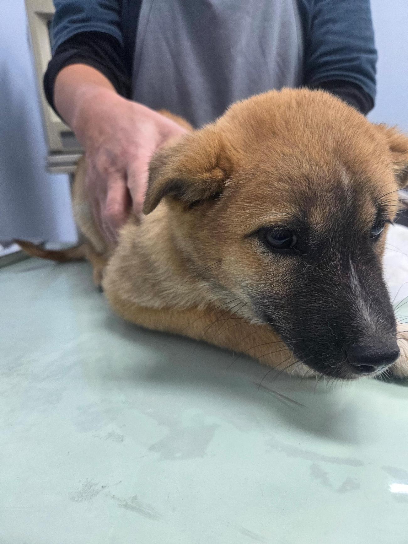 나주유기동물보호센터_446483202501852