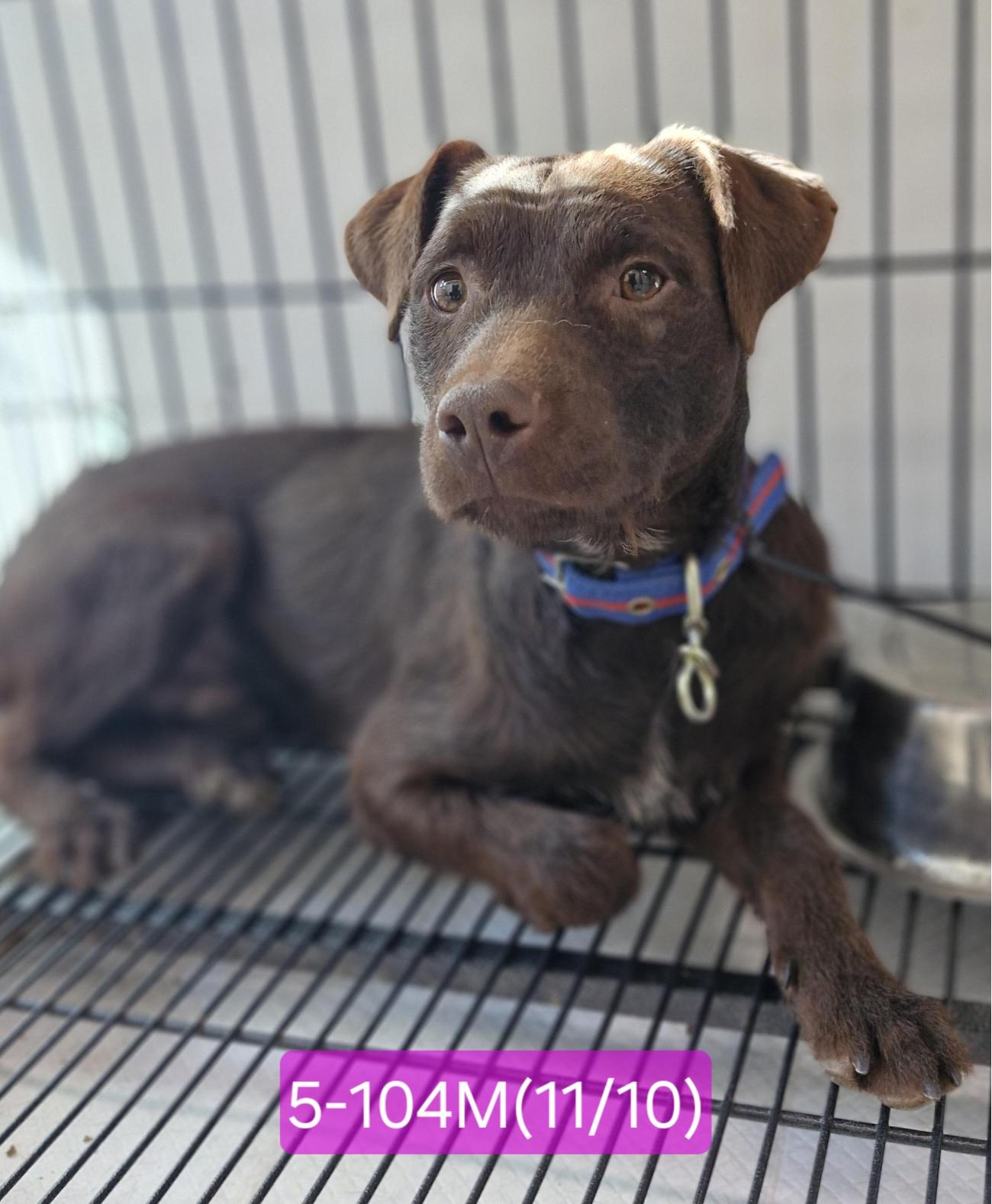 보호중 믹스견의 가…