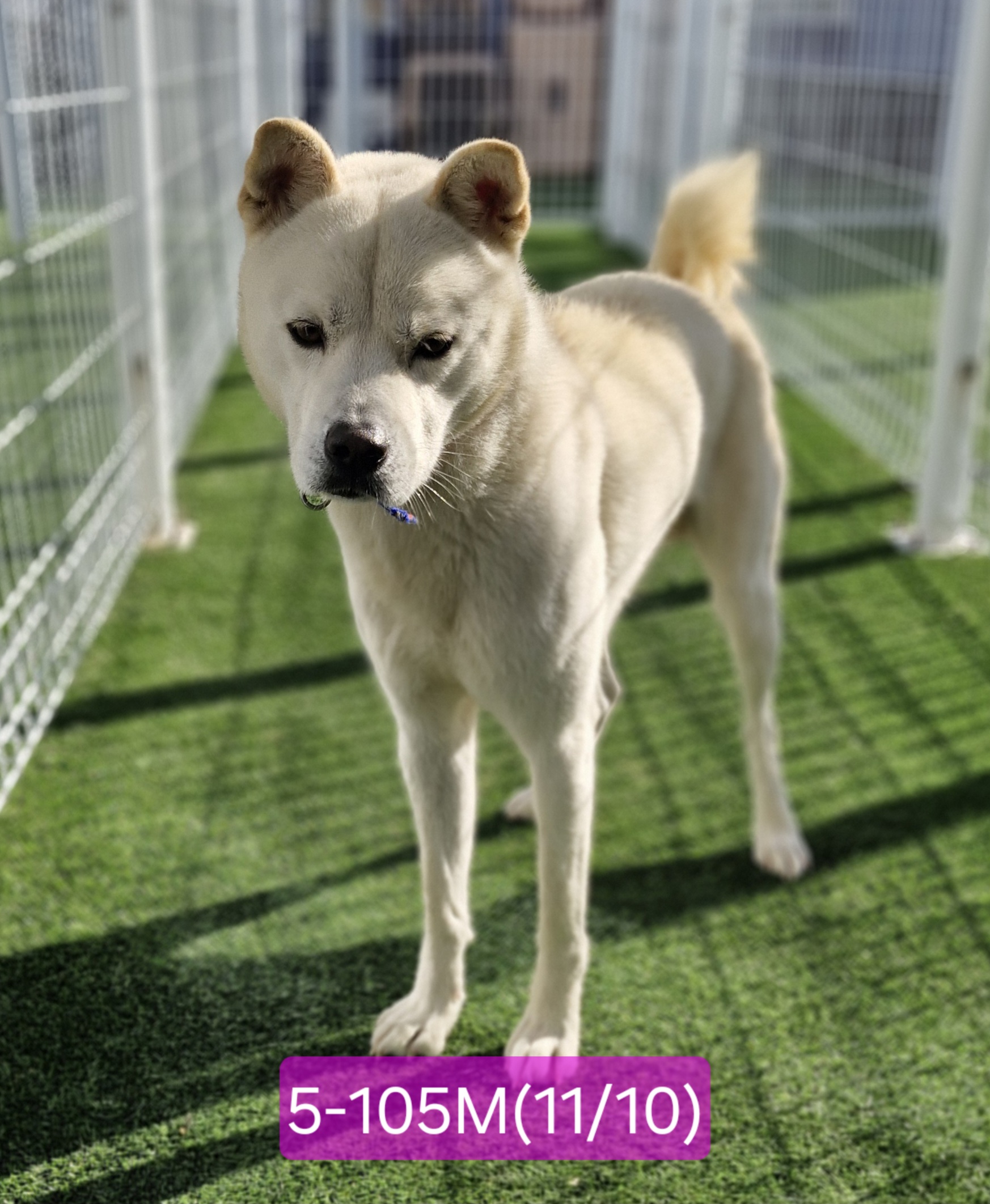 보호중 믹스견의 가…