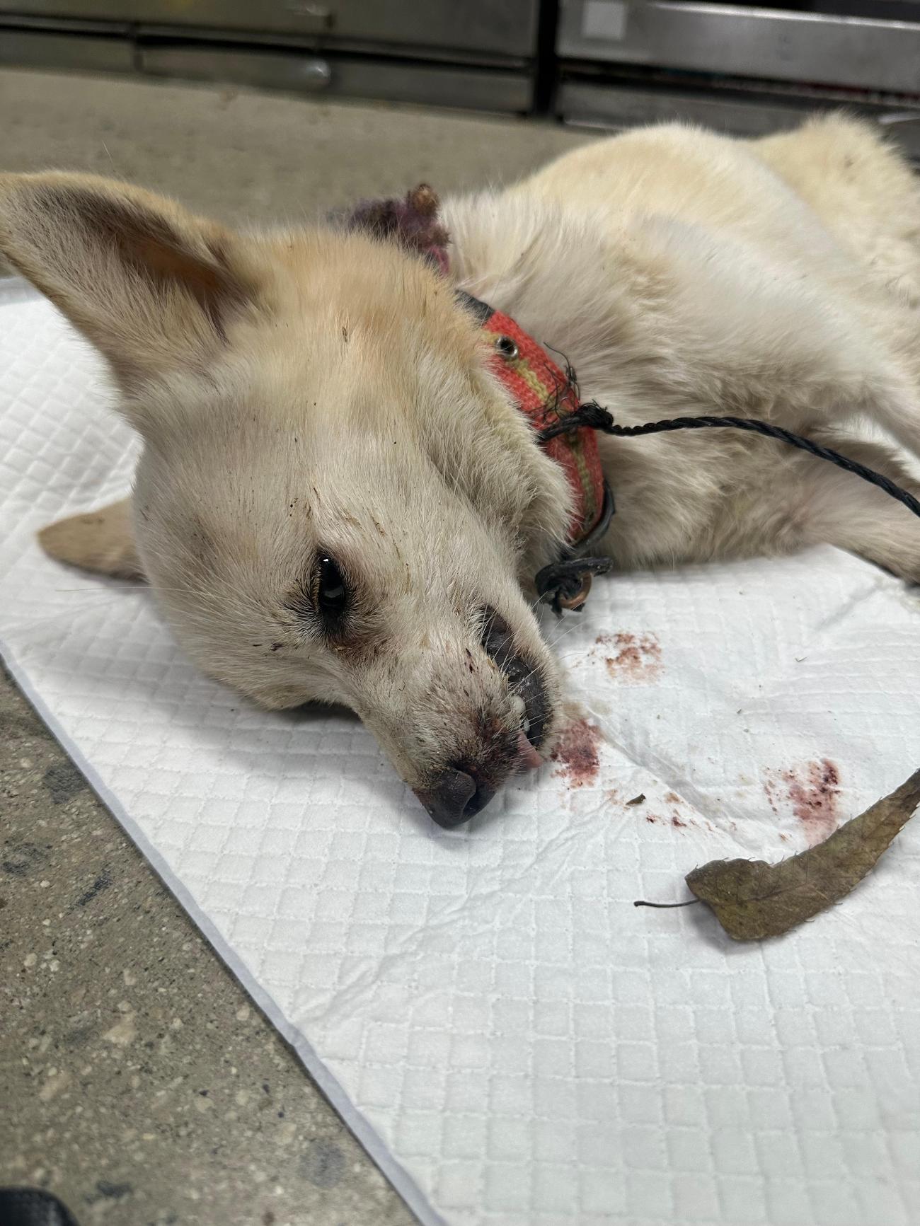 반려동물보호센터_443571202502981