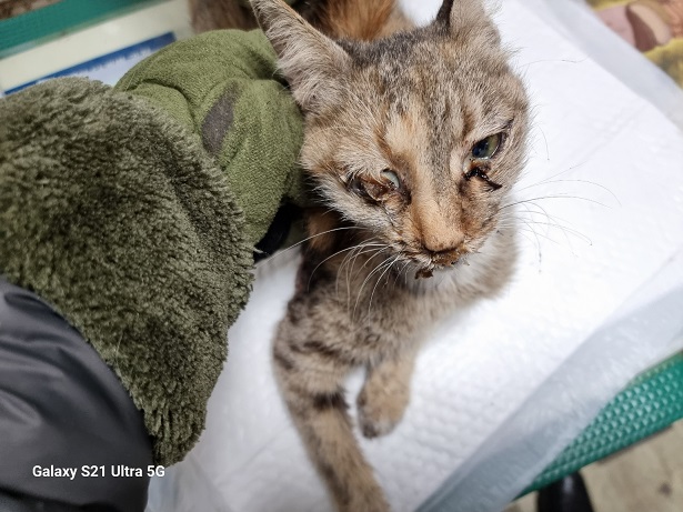 종료(자연사) 한국…