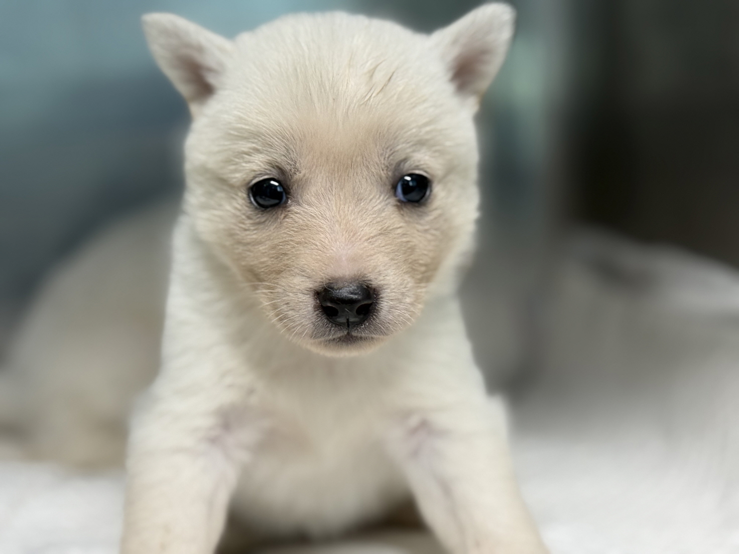 보호중 믹스견의 가…