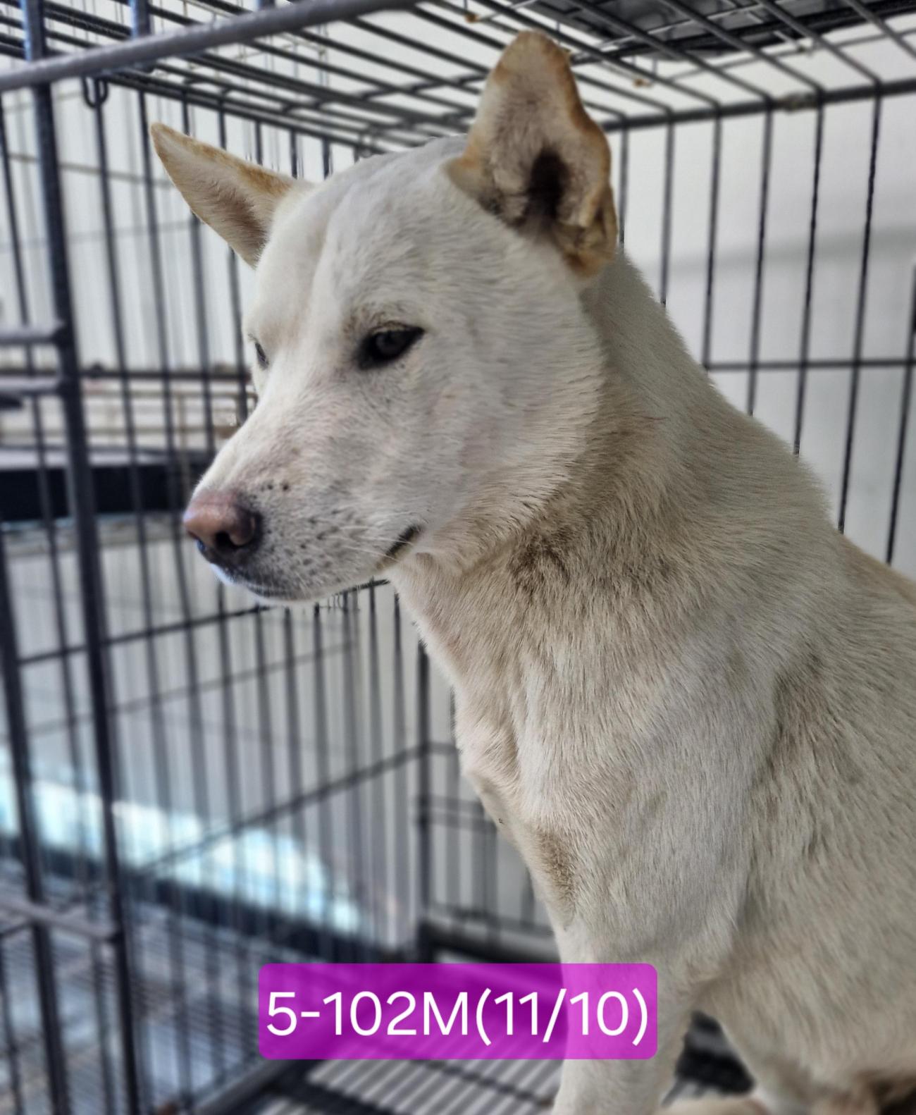 보호중 믹스견의 가…