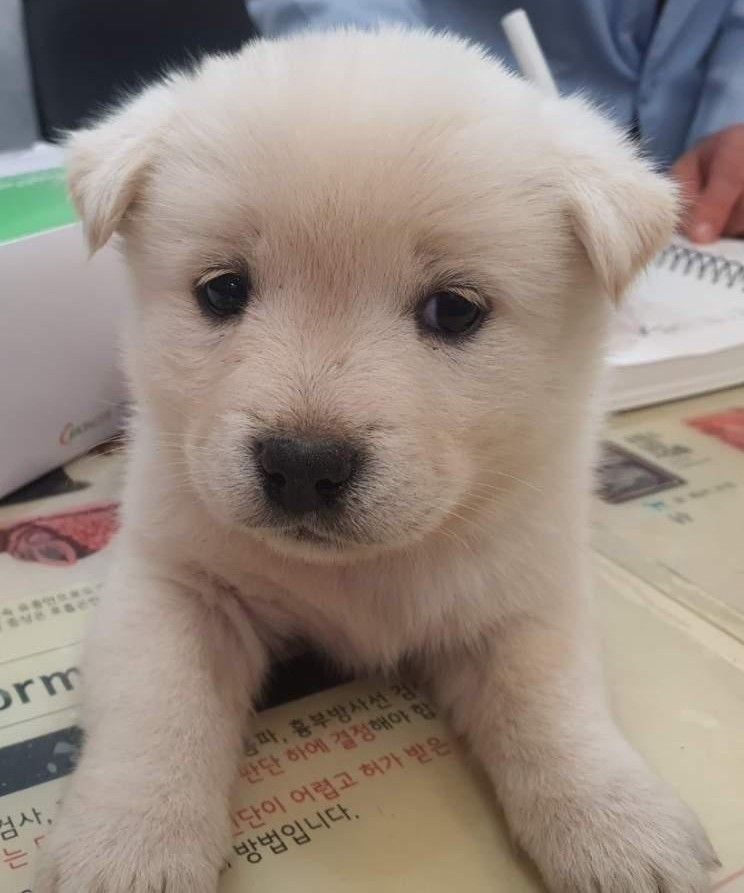 보호중 믹스견의 가…