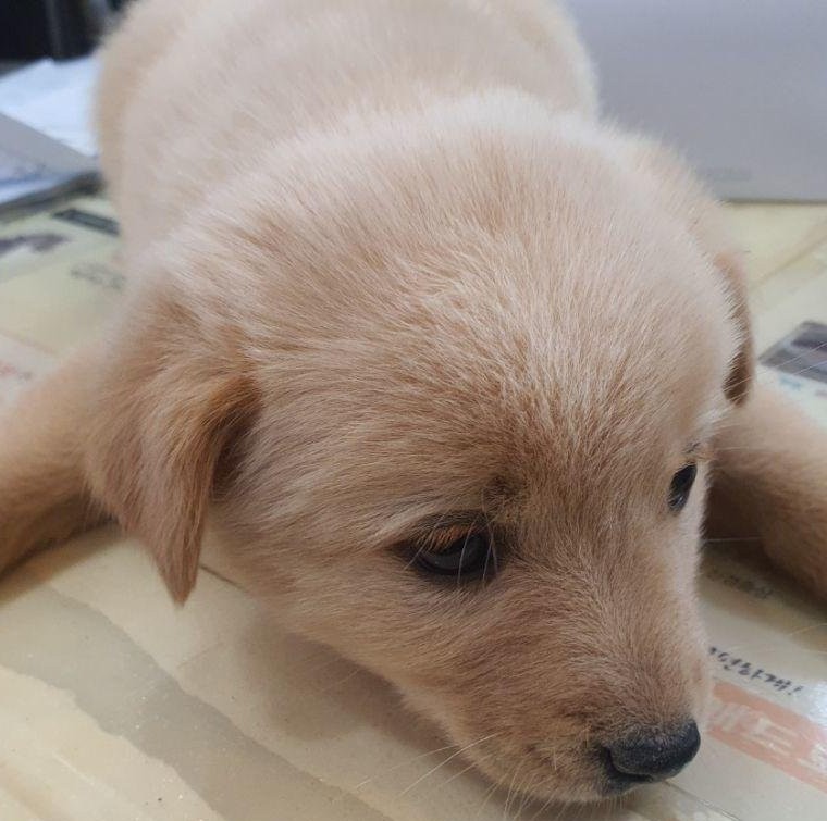 공주시 동물보호센터_444450202500519