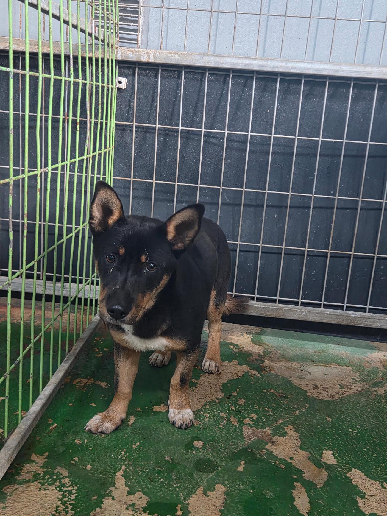 나주유기동물보호센터_446483202501856