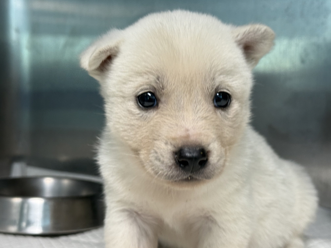 보호중 믹스견의 가…