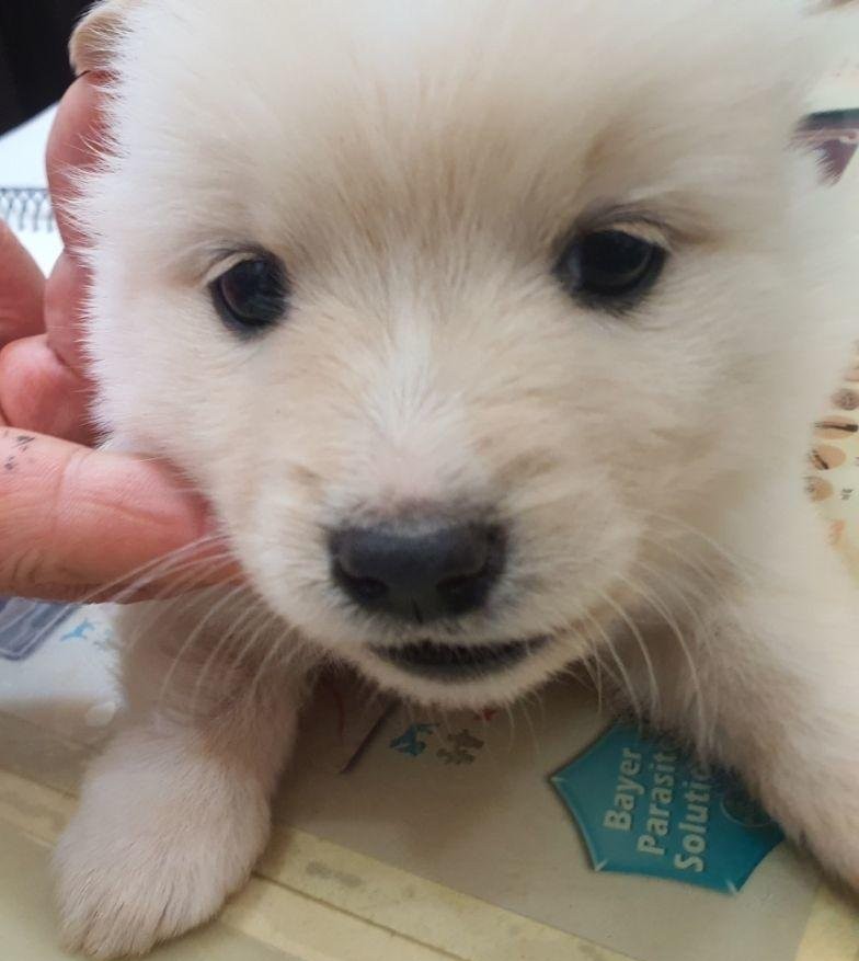 공주시 동물보호센터_444450202500521