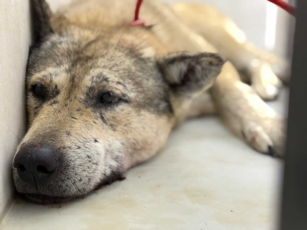 보호중 믹스견의 가…