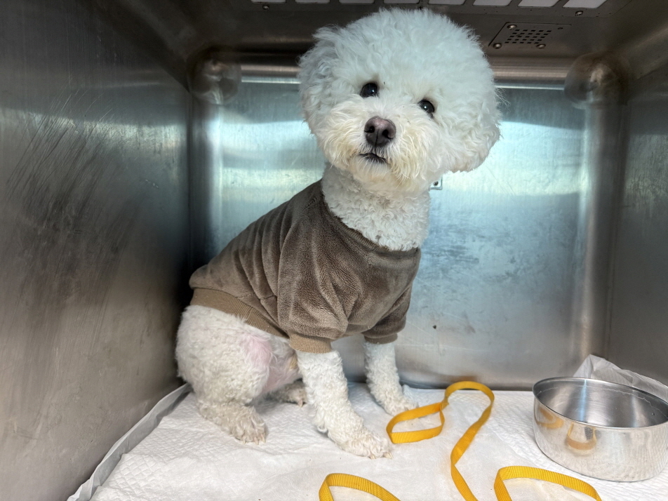 종료(반환) 비숑 …