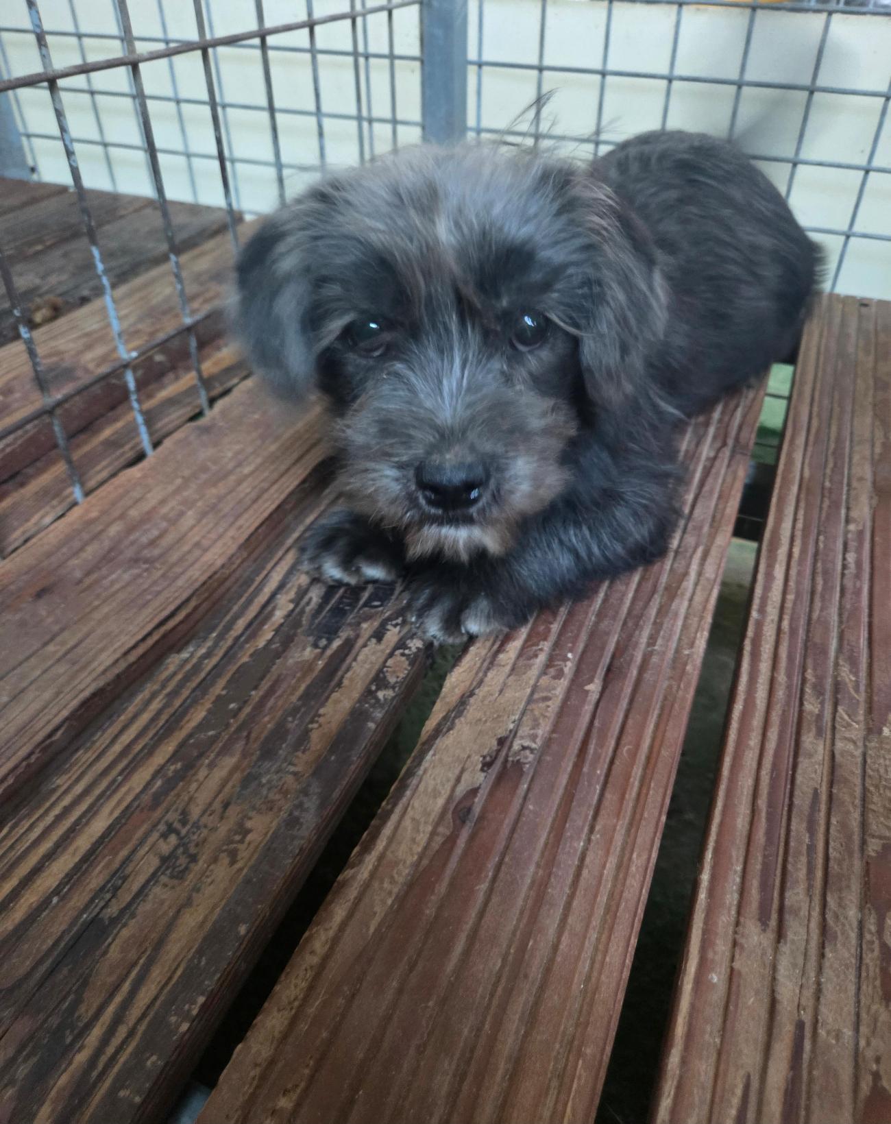 종료(자연사) 믹스…