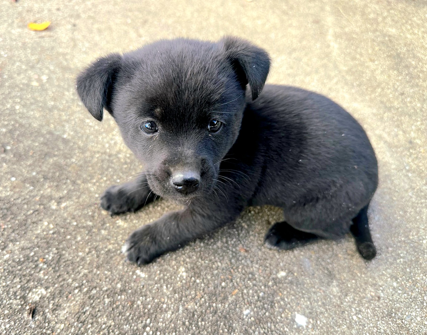 보호중 믹스견의 가…