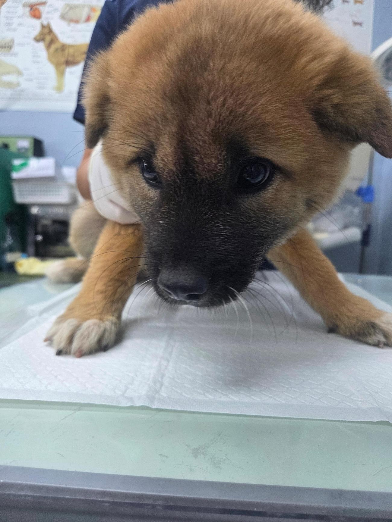 나주유기동물보호센터_446483202501850