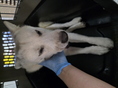 보호중 믹스견의 가…