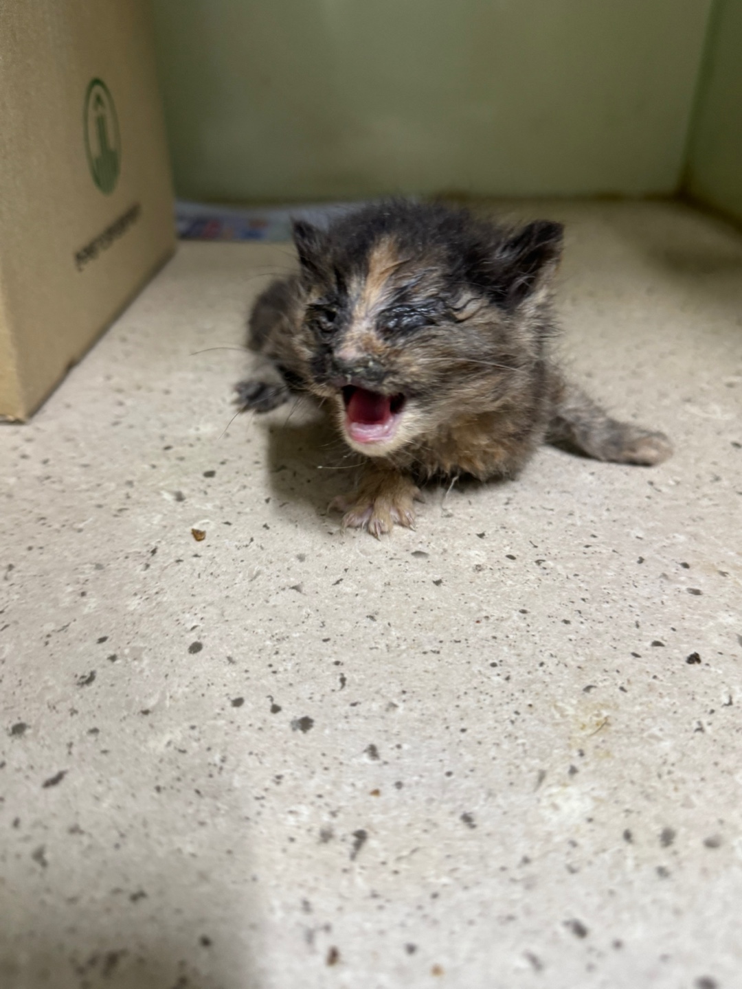 대구시수의사회(동인)_427341202500694