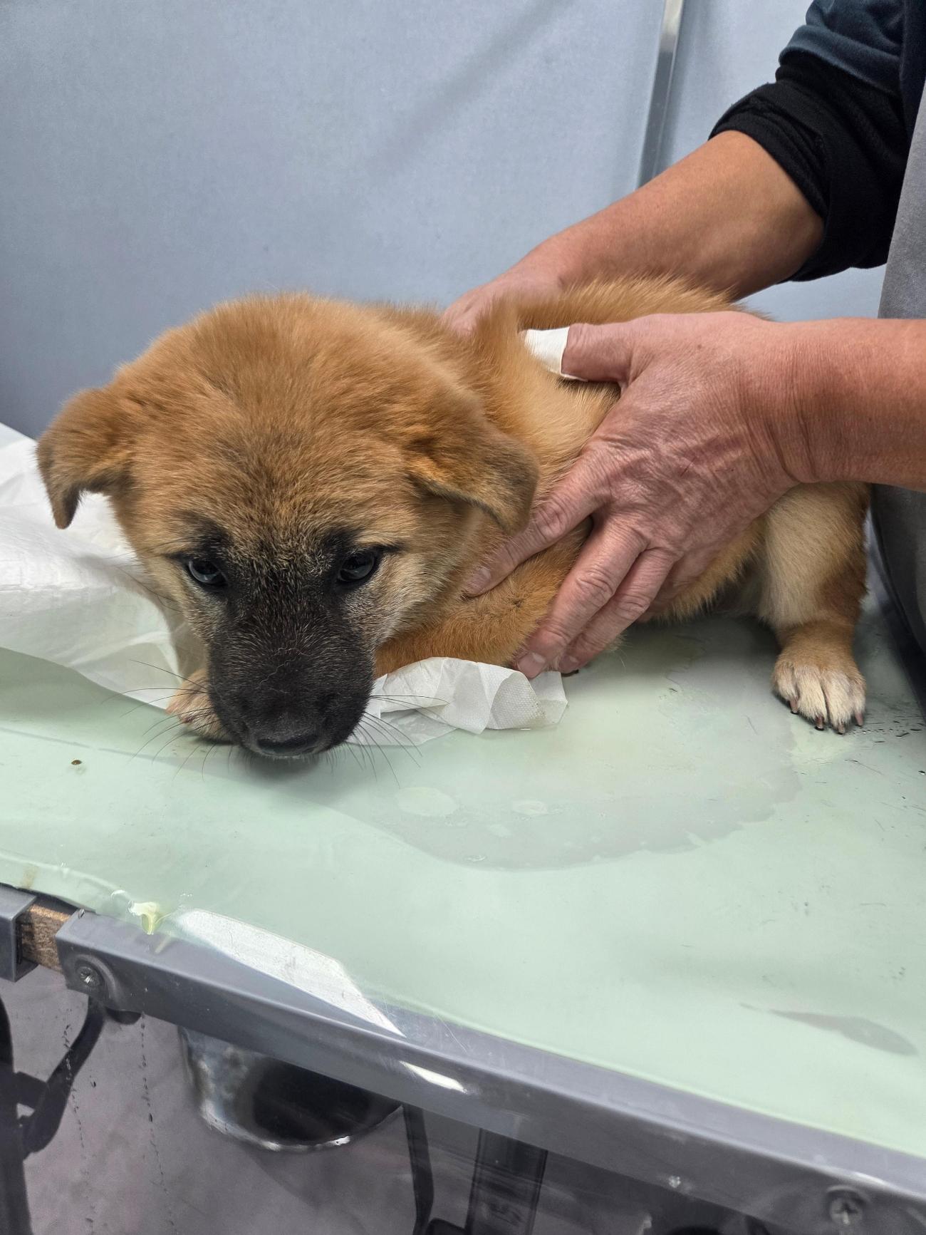 종료(자연사) 믹스…