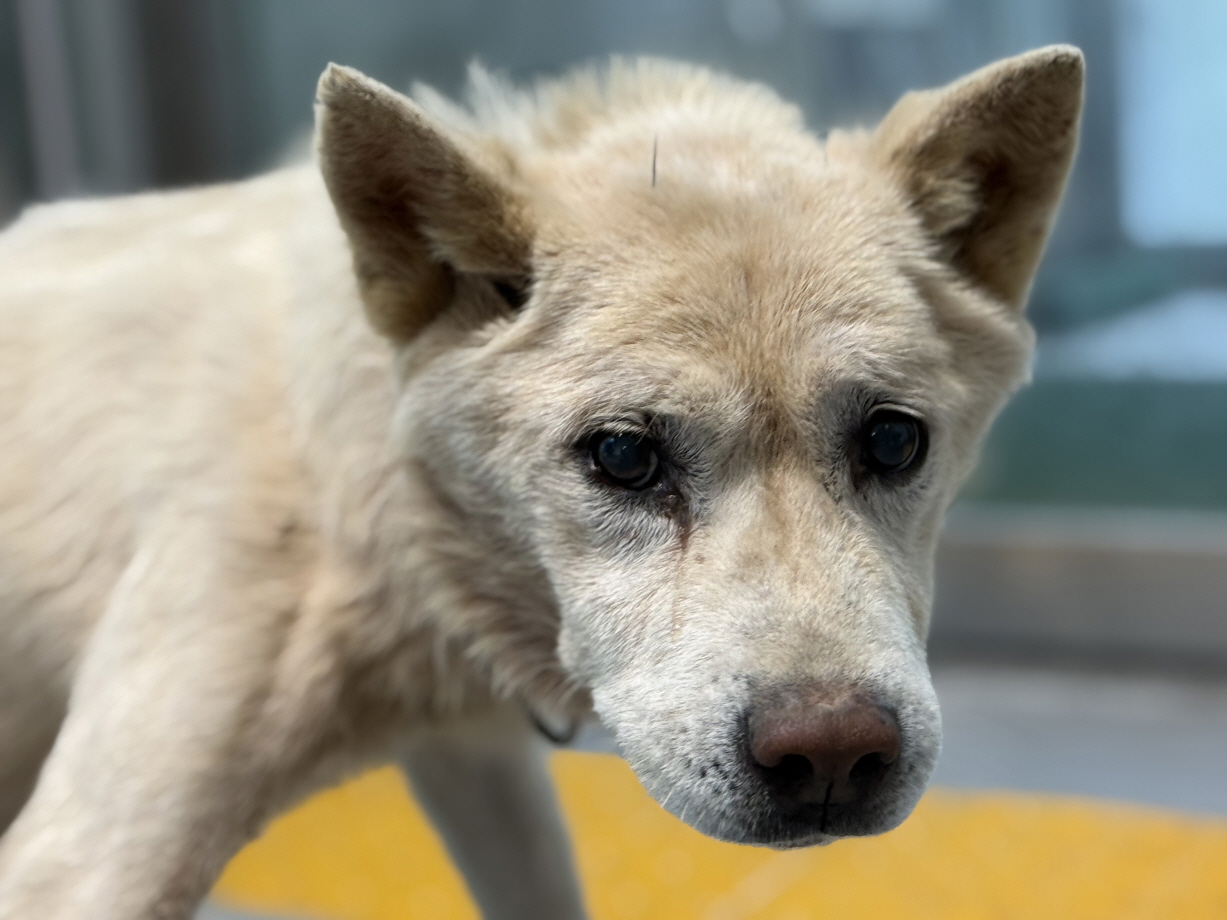 광주동물보호센터_429362202500873