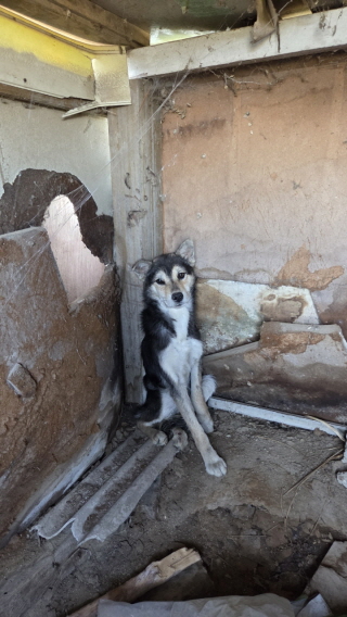 익산유기동물보호소_445468202503038