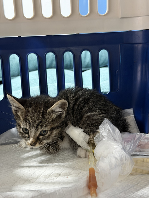 GD동물병원_411324202500739