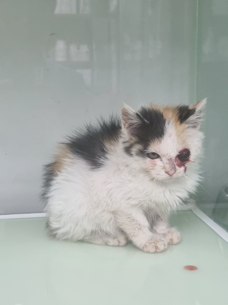 보호중 한국 고양이…