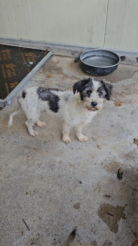 보호중 믹스견의 가…