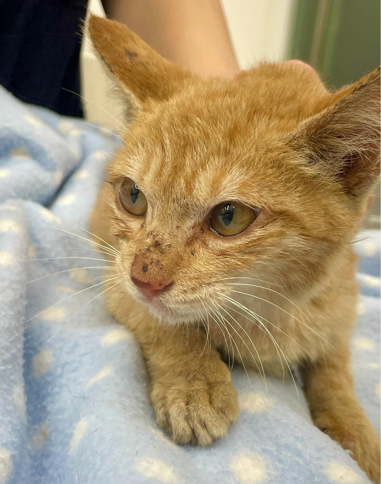 종료(자연사) 한국…