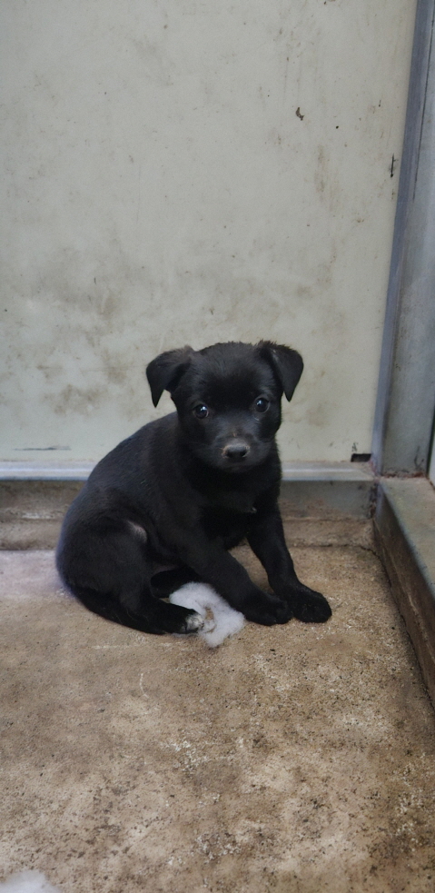 익산유기동물보호소_445468202503040