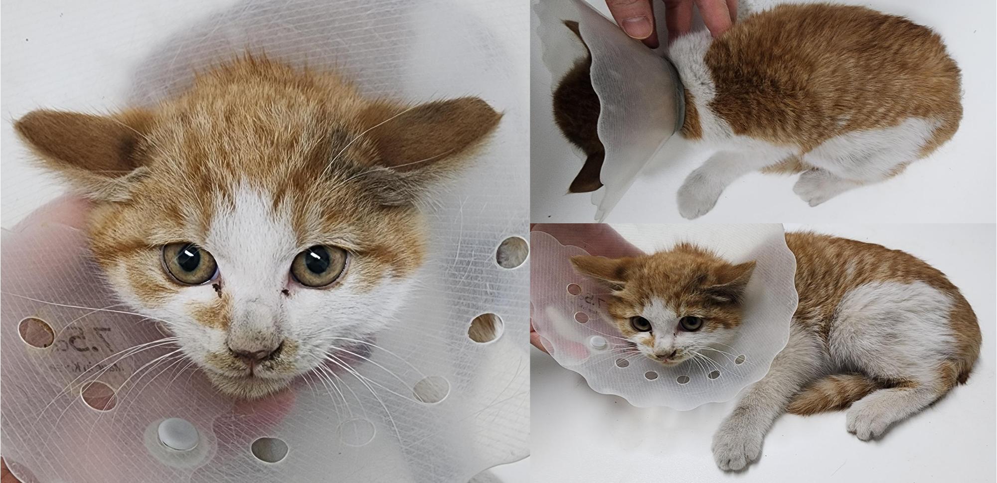 보호중 한국 고양이…