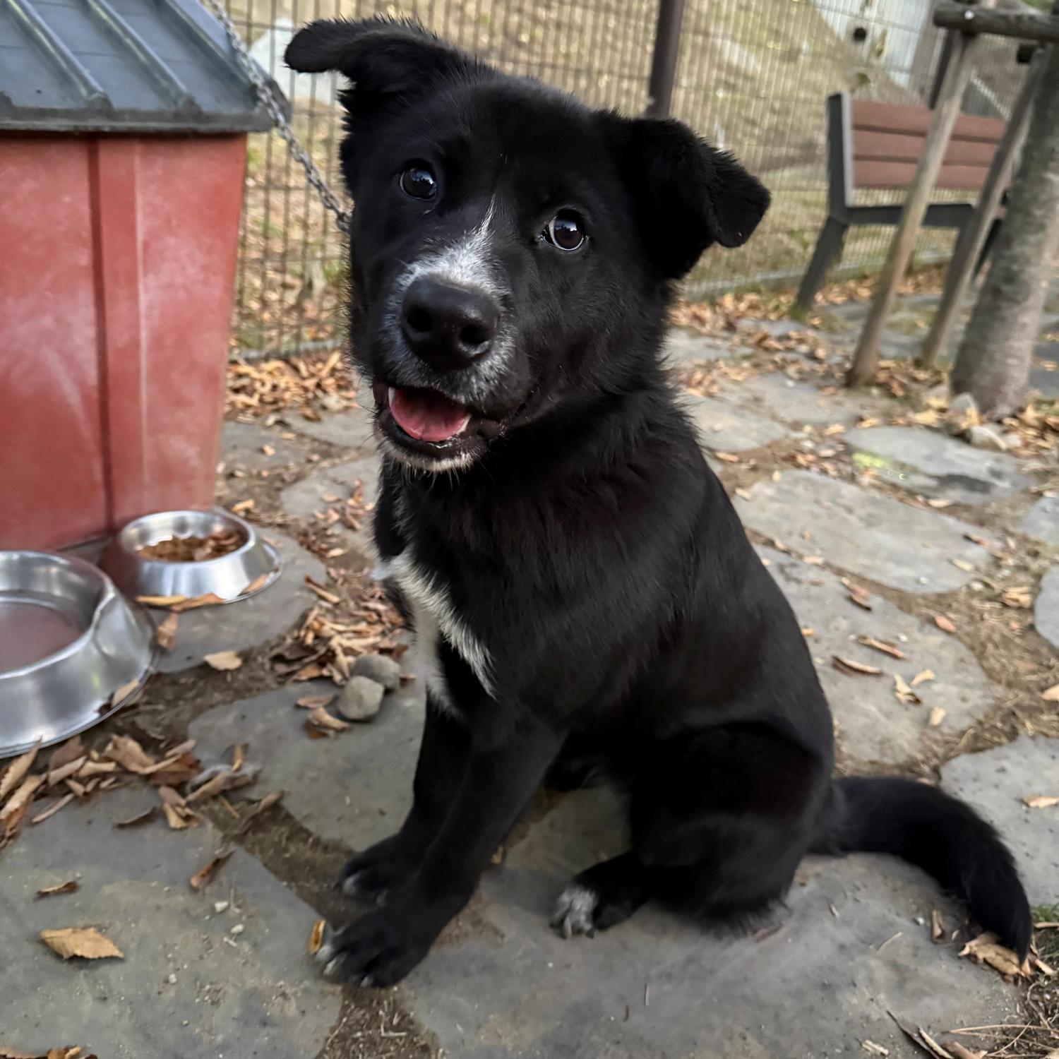 강릉시 동물사랑센터_442420202500657