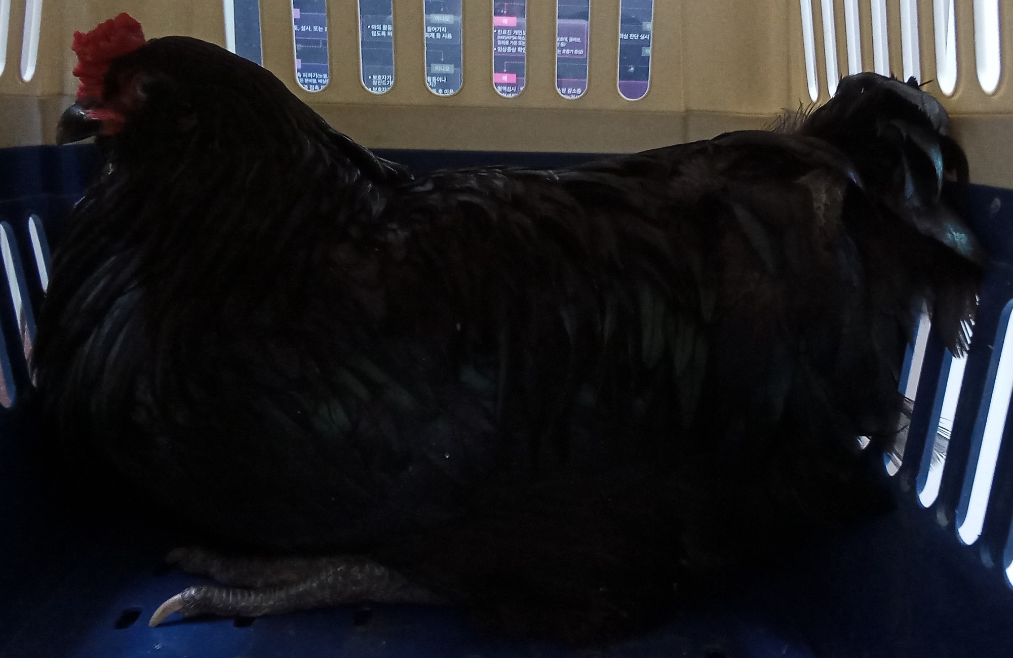 보호중 기타축종의 …