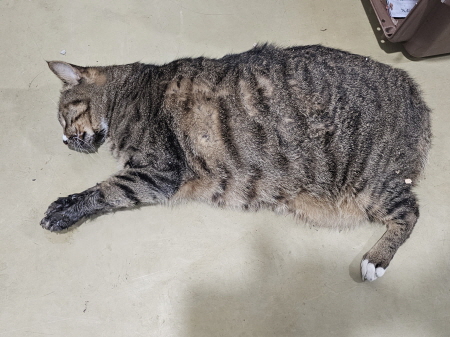 종료(자연사) 한국…