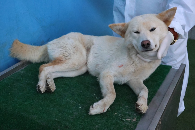 제주 동물보호센터_450650202503022