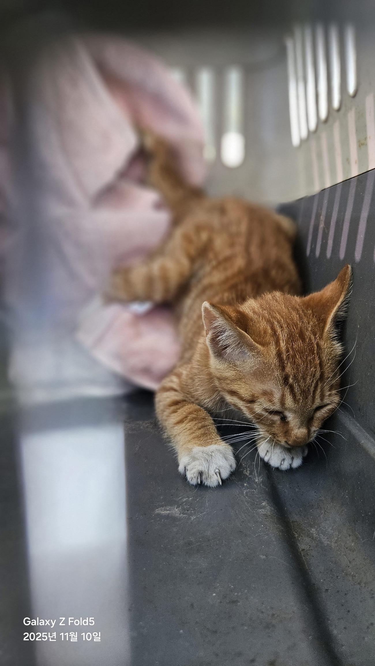 종료(자연사) 한국…