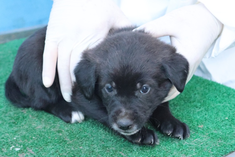 제주 동물보호센터_450650202503029