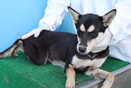 보호중 믹스견의 가…