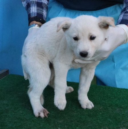 보호중 믹스견의 가…