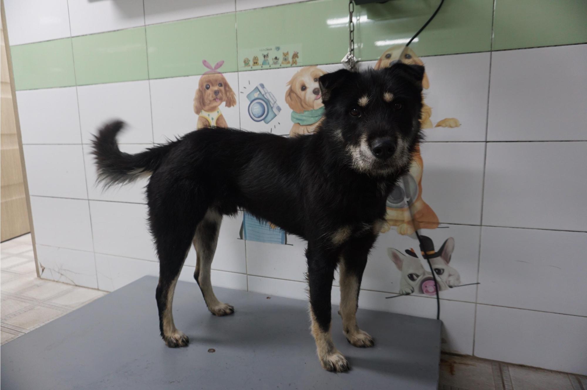 보호중 믹스견의 가…