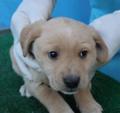 제주 동물보호센터_450650202503033