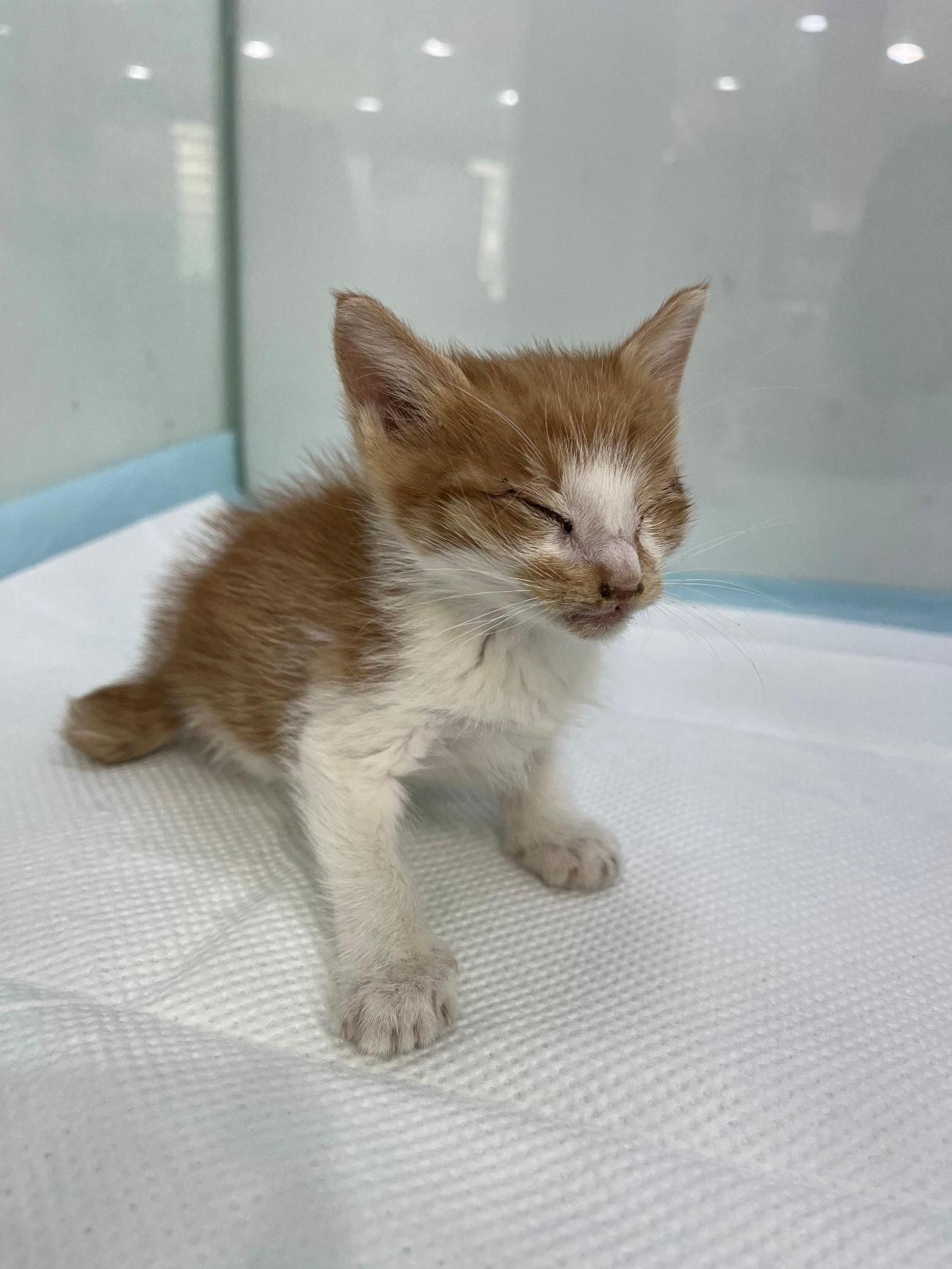 일산동물의료센터_431371202500521