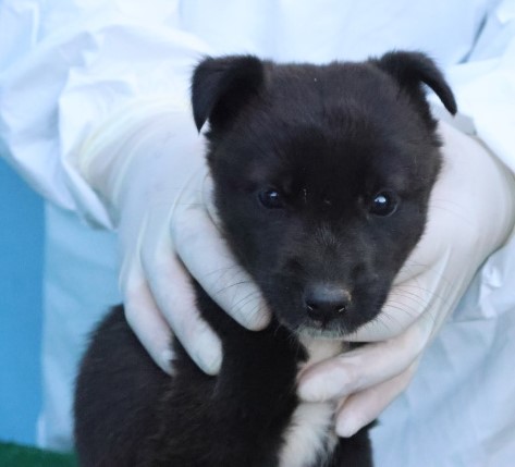 보호중 믹스견의 가…