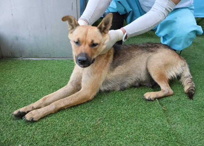 제주 동물보호센터_450650202503024