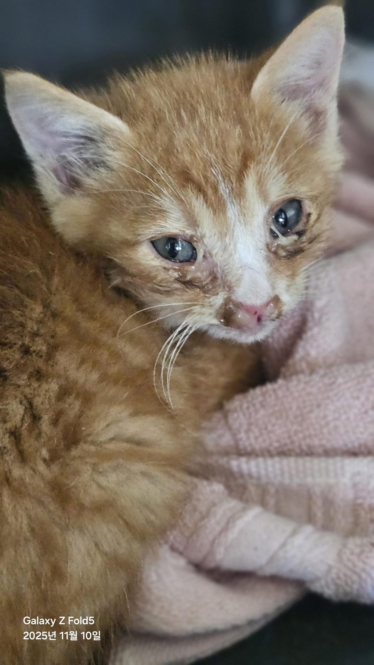 종료(자연사) 한국…