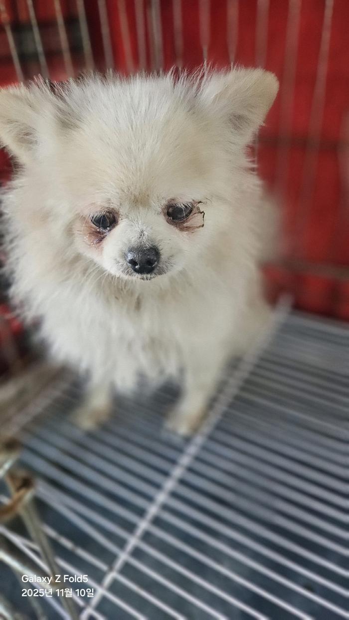 동물보호관리협회_426329202500839